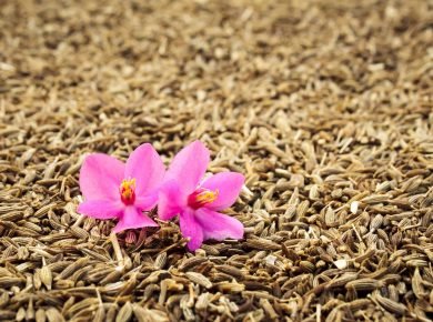 Cumin seeds and orchid flower