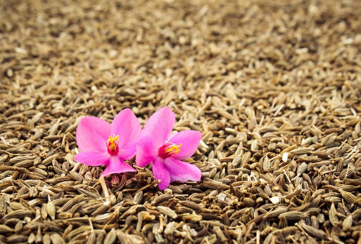Cumin seeds and orchid flower