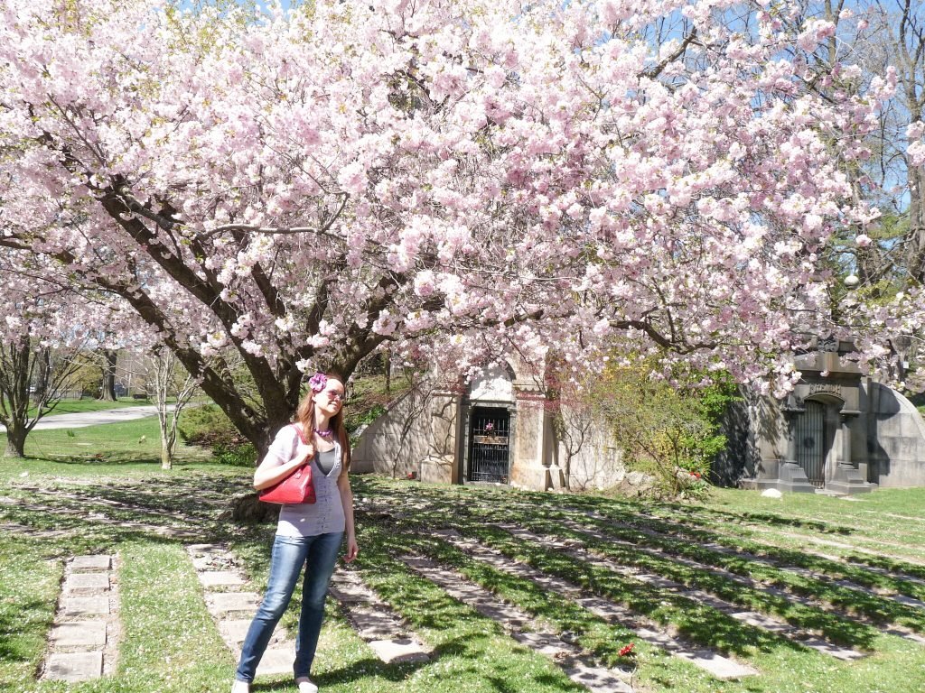 Why Cherry Blossoms Are Amazing To See In Toronto!