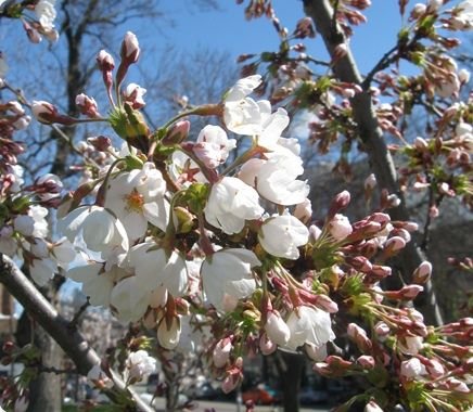 11 Places you can find beautiful cherry blossoms in Toronto! #cherryblossoms #sakura #Toronto #travel