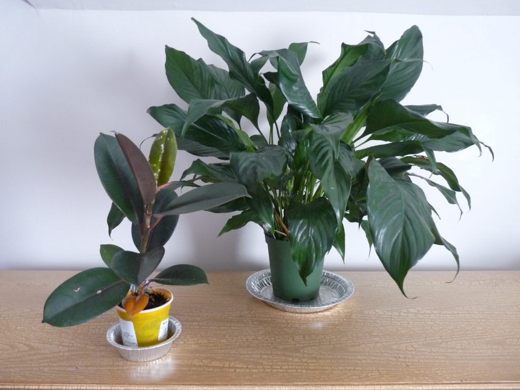 Increase house humidity with Peace Lily and Rubber plant