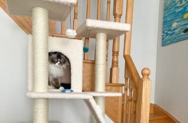 Find out how to pick out the perfect cat tree on the blog!
