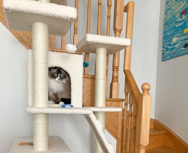 Find out how to pick out the perfect cat tree on the blog!